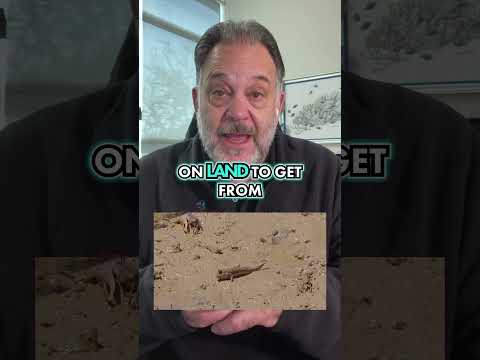 Can Fish Walk? Can Fish Walk?

Some fish have learned how to move on land for short distances.

The mud skipper and