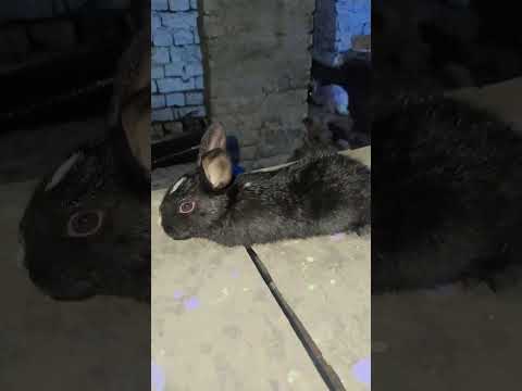 #rabbit child cute #rabbit #pets #funny