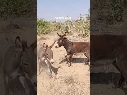 donkey clip | election | nak da koka music |#election #viral #donkey #animals #funny