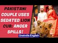 Pakistani couple's wedding photoshoot with sedated lion cub goes viral, faces backlash