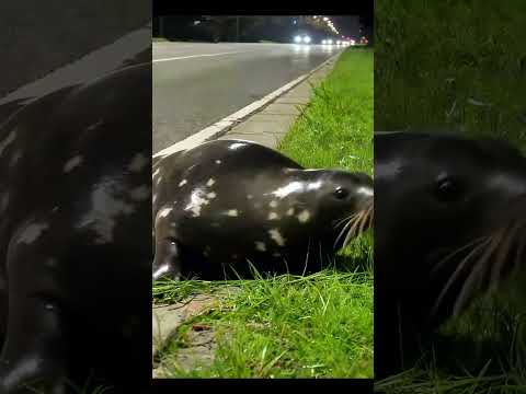Seal Madness! Eating Grass on the Road 🦭🌱 | Funny & Weird