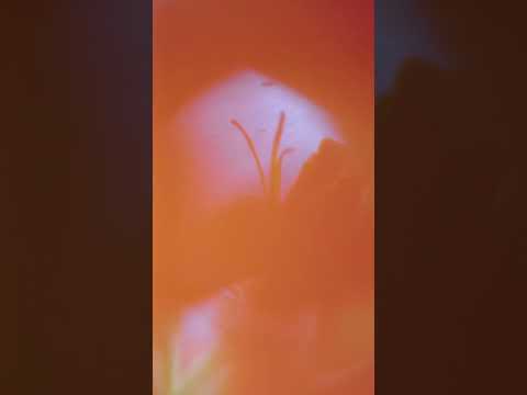 Beautiful flower 🌿 || #trending #shorts #fyp flower #vegetables #yt #fyp #viral