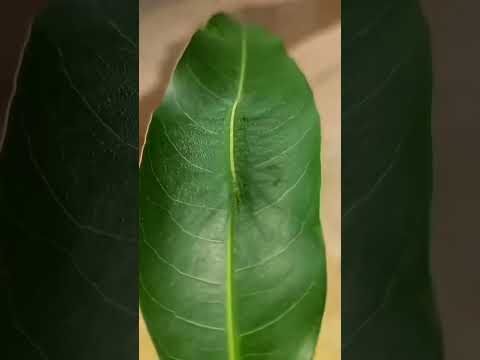 Creatures never seen before#gauvafacts #Shorts #viralshorts #trendingshorts #facts