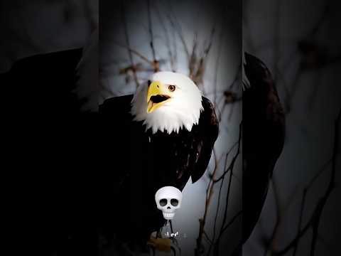 crazy scream bird 💀 #edit  #birds  #shorts