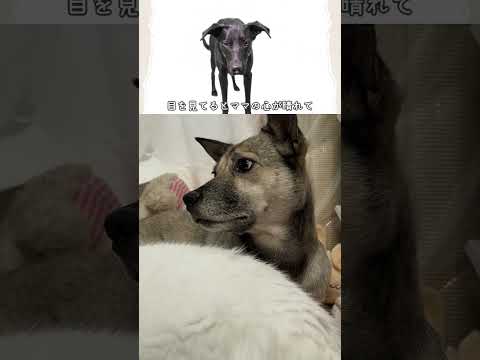 犬は悲しい話を聞くと...泣くのか検証？まさかの結果に後悔😭#shorts