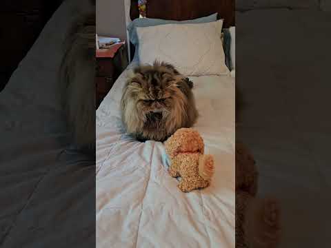 Brownie is afraid of the toy puppy #catcute #notafan #toypuppy #catsanddogsfunnyvideos #catsanddogs