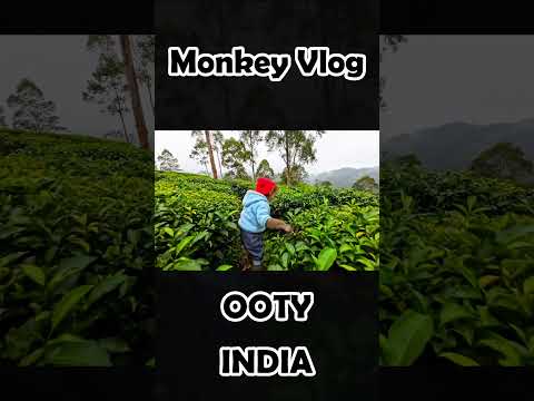 Ai Funny Viral Monkey Vlog #aimonkey #aimonkeyvlog #ai #monkey #aishorts