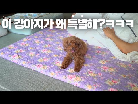 웃기는 강아지 한 마리와 오래 살면 생기는 일ㅋㅋㅋ