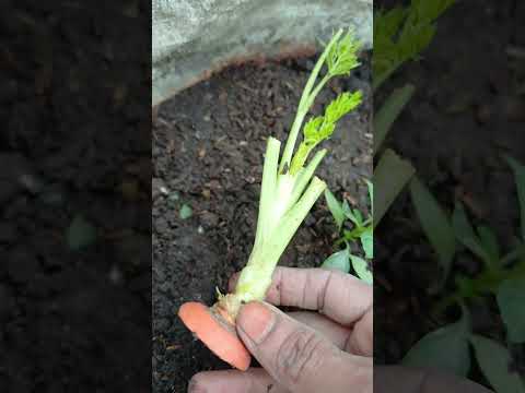 carrot 🥕 || #garden #terrace #trending #shorts #fyp #plants #vegetables