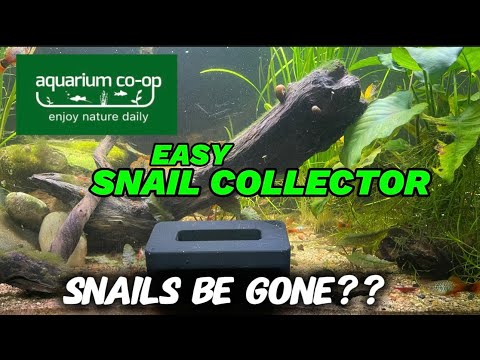 Aquarium Co-Op Easy Snail Collector Tested_ Is It  Tired of pest snails taking over your aquarium? In this video, I test out the @AquariumCoop Easy Sna