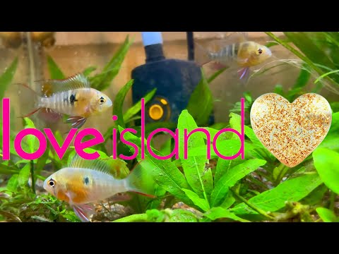 It’s Time To Couple Up! - Bolivian Ram Dwarf Cic Bolivian Ram Dwarf Chichlids with big personalities.. from quarantining and care guide in episode 1,