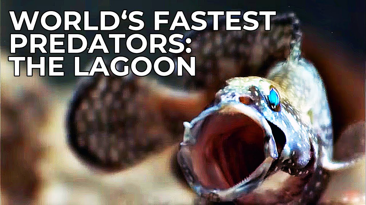 World's Fastest Predators | Episode 5: The Lagoon | Free Documnetary Nature