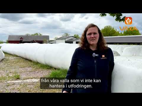 Summera skörden