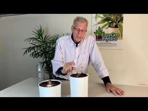 Why Grow Amaryllis in Hydroponics?