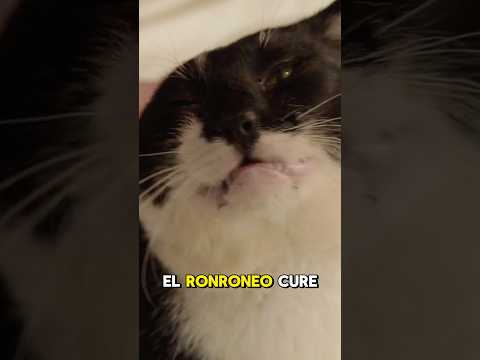 La Gran Mentira del Ronroneo