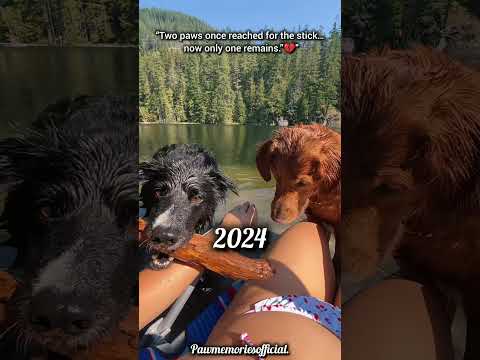 From Joy to Silence.💔#dog #sad #dogvideos #shortvideo #shorts