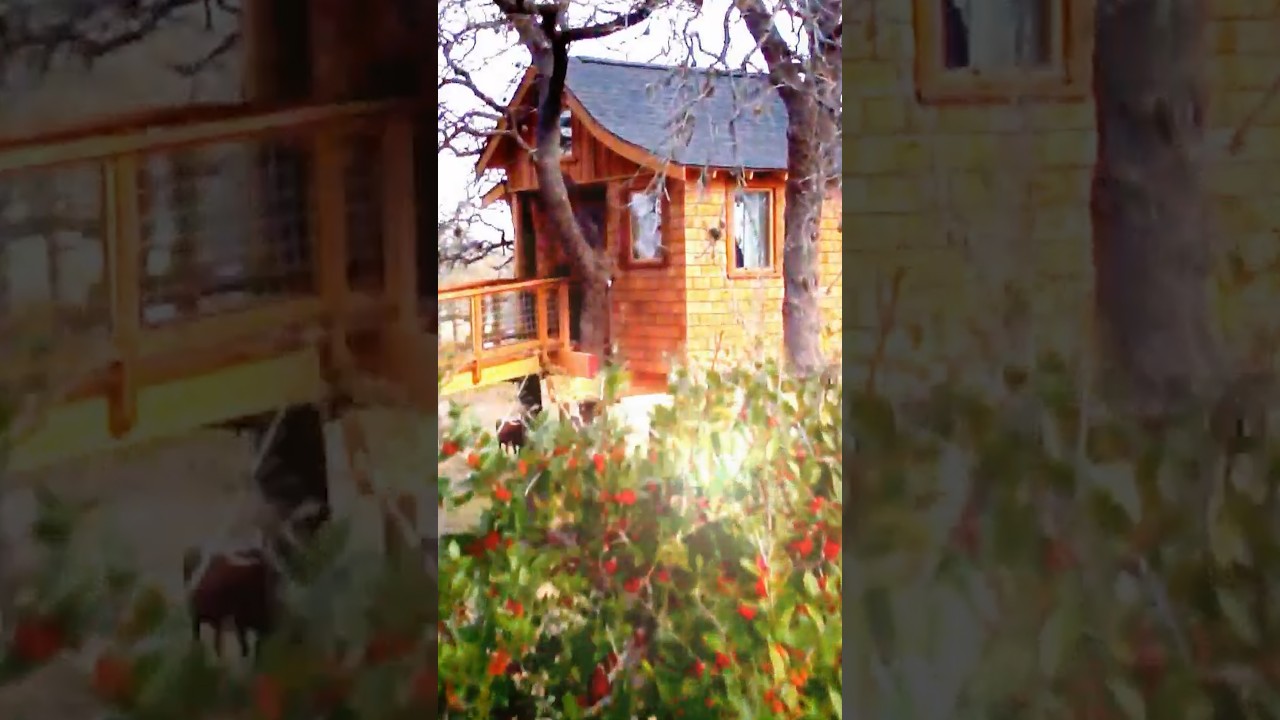 "Everything I Could've Imagined!" | Treehouse Masters | Animal Planet