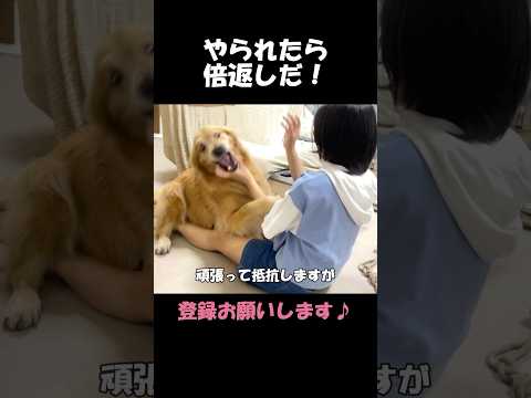 渾身の倍返しにも全く動じない、理不尽な姉という存在#goldenretriever #dog #箱入りクッキーはゴールデンレトリバー