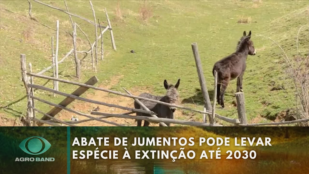 Abate de jumentos para exportação pode levar espécie à extinção até 2030