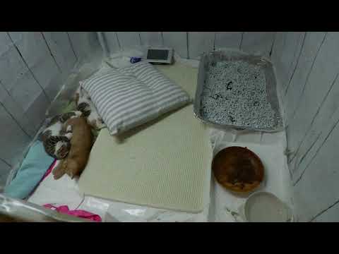 2025.9.8　12:30～   　保育室 　Kitten room  [ Miaou Live ]