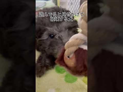 【犬あるある】遊んでると見せかけておもちゃを破壊する犬 #トイプードル #犬 #かわいい #癒し #見て #犬のいる生活