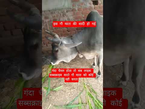 इस गौ माता की शादी हो गई #13million #cow #motivation #100millon #gaumata #animals #indiancow