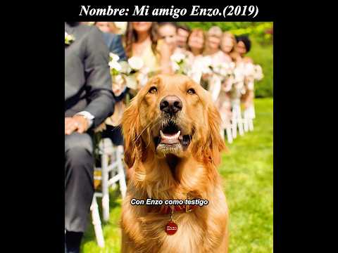 😢😢La legendaria vida de Enzo.