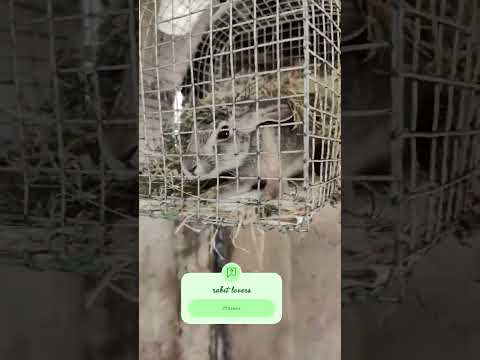 #bhojpuri #rabbit #love #haryanvisong