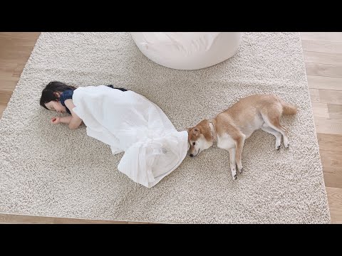 柴犬りんご郎 Shiba Inu Ringoroの最新動画 Youtubeランキング