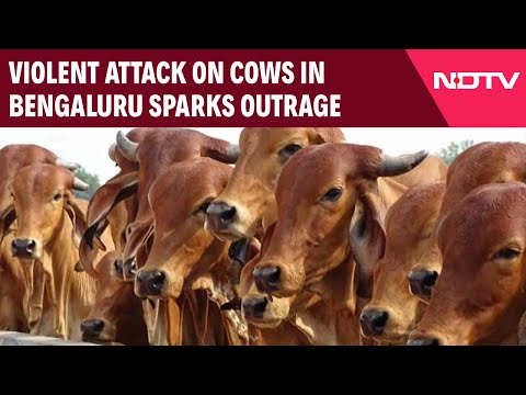 Karnataka News | Violent Attack On Cows In Bengaluru Sparks Outrage, Chief Minister Orders Probe