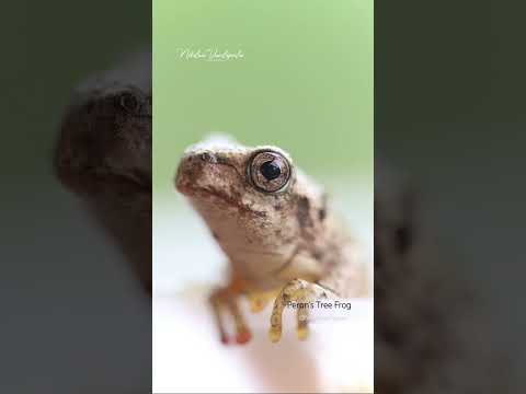 🐸 Peron’s Tree Frog 🐸 #miraculousnature #nature #frog #frogs #garden