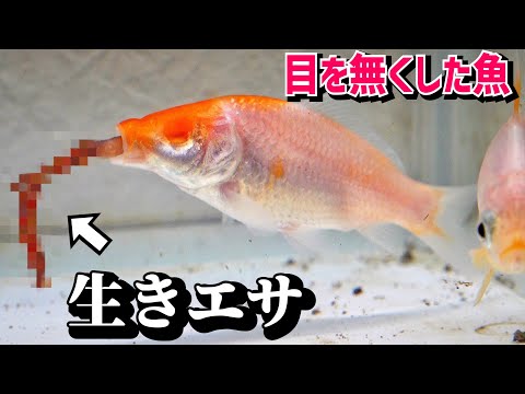 両目を失ったコイに生き餌を与えると…【飼育1ヶ月】