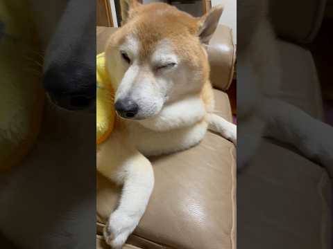 柴犬福 寝起きの柴犬🤣Woke up Shiba🤣#shorts #funny #funnydog #dogshorts #柴犬 #shibainu #시바견 サムネイル