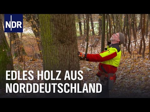 Wertholz aus NDS: Der Förster und seine besten Stücke | Die Nordreportage | NDR Doku