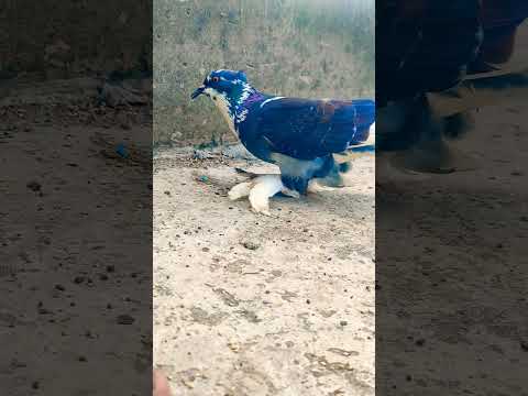 #pigeon #shortvideo #viral #shorts