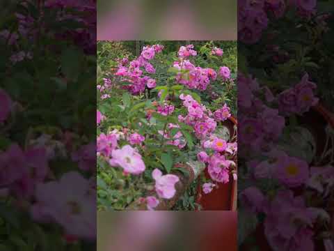 Hoa Hồng dại ven hàng rào #hoahong #hangrao #hoa #dại #ven #rao #tamsucungcon #trong