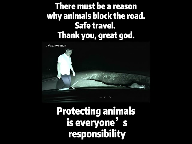 There must be a reason why animals block the road. Please go in and out safely. Thank you, Great God
