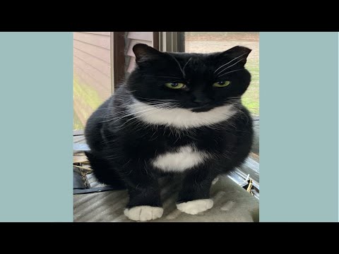 Winters My Talkative Rescue Cat Enjoying Her Bragging Rights #rescuecats #cat #cutecat