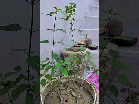 तुलसी भजन 🙏🙏 #shortsviral #trendingshorts #yutubeshorts