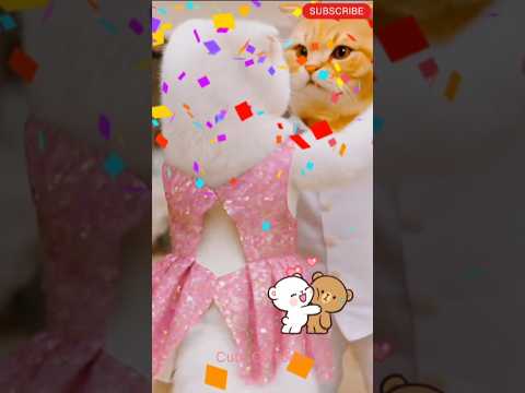 cute cat couple dance 💃😍|Cat dance|#shorts #cat #catvideos #usacats #cutecartoon
