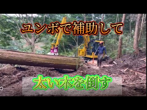 【伐倒】大きい杉を重機で補助しながら倒す❗️
