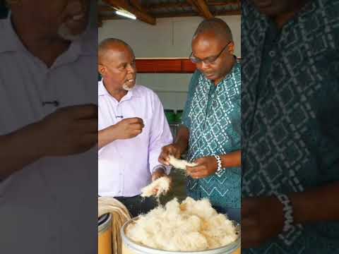 Dr. Kimani Muturi explains the Banana fibre extraction process from waste into Valuable fibre.