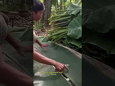 agen daun pisang #shorts #tanaman #pisang #daun #pedagang #farming #viral #alam #pohon #pasar