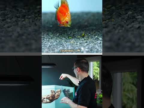 The smart solution to our 𝒇𝒍𝒐𝒂𝒕𝒊 #greenaqua #aquascaping #aquascape #plantedtank #amazingnature #shortsvideo #fish #shortvideo #plant