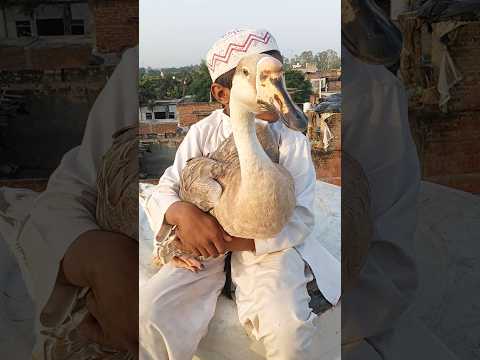 "no reaction 😂 #jaid #funnydog #viraldog #tayzothelab #funnypetshort"