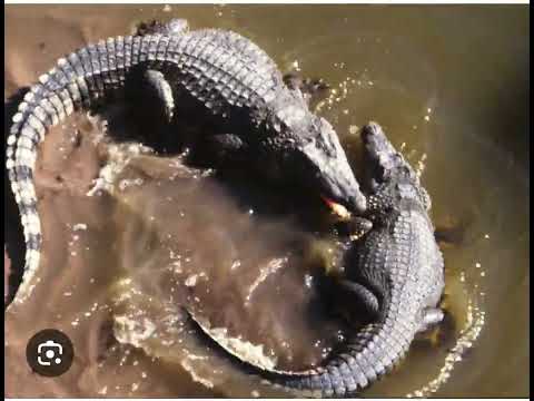 Ai two crocodile fighting in the water to much real scene by klingai #ai #fypシ゚viral #animals 