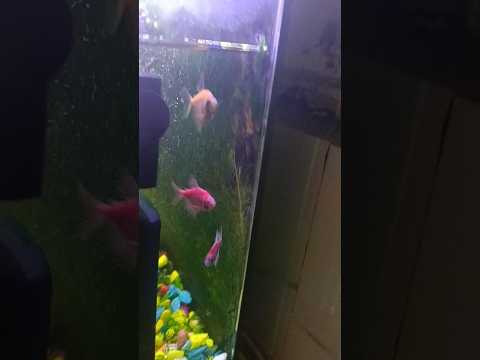 #fish #aquarium 🐠🐠🐠🤩🥰😍😘🙏🙏