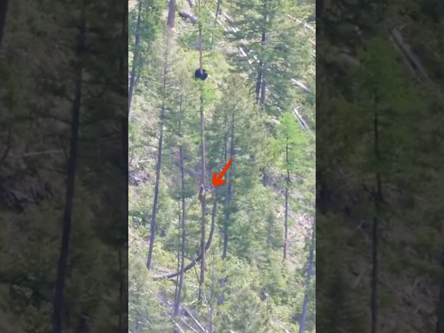 Black Bear Outsmarts Aggressive Rival#BlackBear #BrownBear #AnimalShowdown
