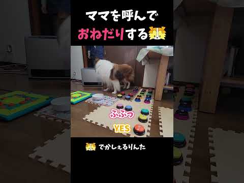 ママを呼んでおねだりするシェルティ【会話ボタンでしゃべる犬】 #shorts  #dog