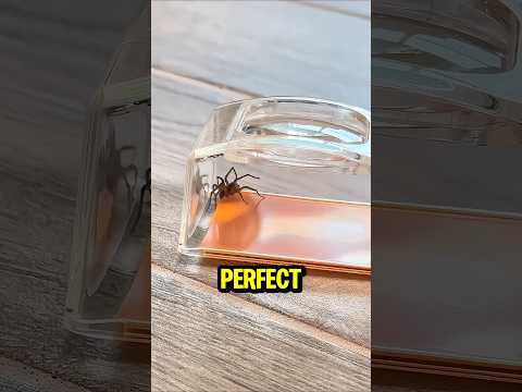 Never Fear Spiders Again! This Gadget Traps Them Safely